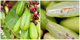 Bilimbi Cucumber Tree (averrhoa bilimbi) live fruit tree 12”- 24” - £68.73 GBP