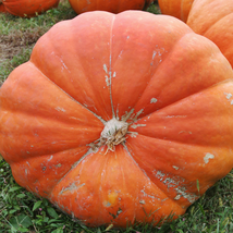 Super Large Pumpkin 20 PCS Seeds - $10.52