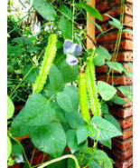 Winged Bean ( Đậu Rồng) Seeds - Heirloom, Non-GMO - $7.00+