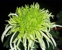 Green &#39;Spider&#39; Chrysanthemum Flower Seeds,100 seeds - £7.42 GBP