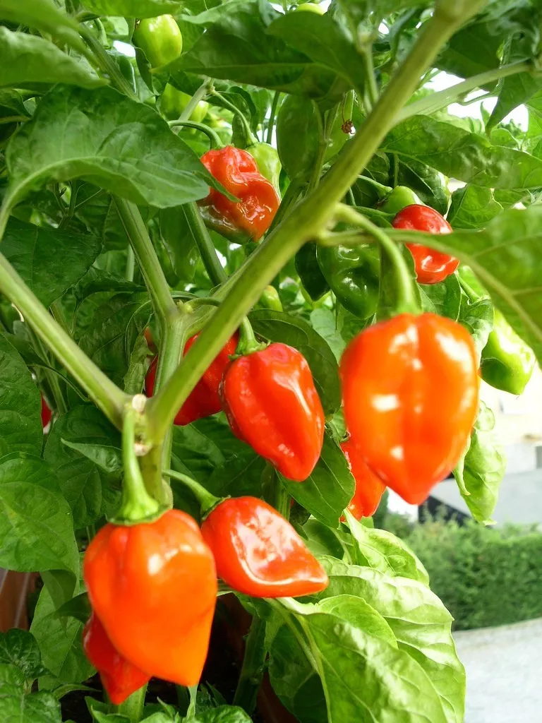 SYST 60 Seeds Habanero Pepper Organic Seed Catalog Home Garden  - $9.78