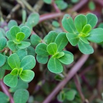 SR12Store 2500 Green Purslane Seeds Heirloom Nongmo US Product - $8.62