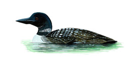 Loon Duck Bird Sticker Decal Quality Wildlife Nature Kayak Boating Swimm... - £5.45 GBP+