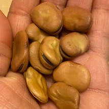 Aquadulce Fava Bean Seeds Organic Fresh Garden USA Shipping - $10.00