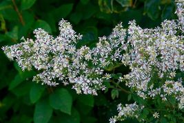100 Seeds Calico Aster From US - $9.20
