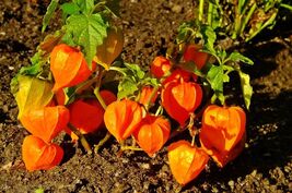 Chinese Lantern  Physalis alkekengi  100 Seeds - $160.53 MXN