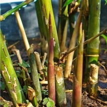 50 Spiny Bamboo Seeds Bambusa Arundinacea Poaceae Thorny Stem Plants Seed - £10.20 GBP