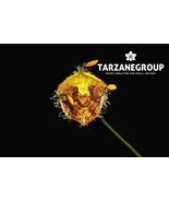 MASDEVALLIA / DIODONOPSIS ERINACEA MINIATURE ORCHID POTTED - $33.00