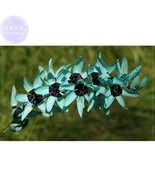 Ixia Viridiflora 1 Seeds Dazzling Turquoise Ixia The Rarest And Most Colors Beau - $7.11