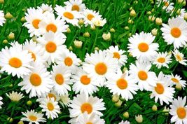 500 Shasta Daisy Seeds Summer Flower Native Wildflower Garden Container Easy - £14.10 GBP