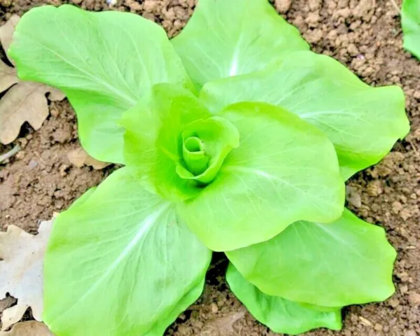 Fresh 600+ Sugar Loaf Endive Chicory Seeds Organic Spring Fall Garden - £4.30 GBP