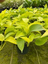 Neon Pothos, 6 inch, devil&#39;s ivy, hunter&#39;s rove - £20.86 GBP