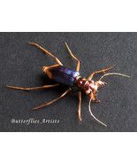 Tetracha Spixii Rare Metallic Tiger Beetle Real Framed Entomology Shadowbox - $80.14 CAD