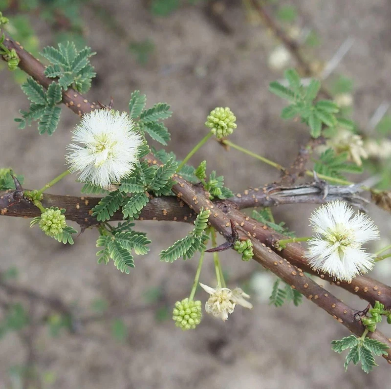 Acacia Planifrons Umbrella Thorn Babul Flowering Plant – 20 Seeds Fragrant - $9.16