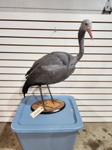 Stanley Crane The blue crane (Grus paradisea) Full Body Bird Taxidermy - £2,202.06 GBP