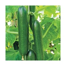 Premier Seeds Direct CUC15 Small Cucumber Beth Alpha Finest Seeds (Pack ... - $8.00