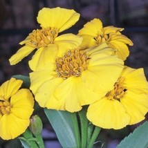 20 Mexican Mint Marigold Herb Seed New Fresh Seeds USA - $13.30