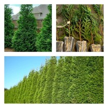 6-12&quot; Tall Seedling 3&quot; Pot Thuja Green Giant Arborvitae Tree Live Plant - £38.28 GBP