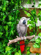 Hanging Grey Macaw Parrot Bird Perching On Branch With Metal Round Ring 13.5&quot; H - £32.92 GBP