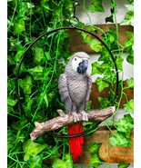 Hanging Grey Macaw Parrot Bird Perching On Branch With Metal Round Ring ... - $57.18 CAD