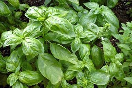 Basil Italian Large leaf HEIRLOOM 200+ Seeds 100% Organic Non GMO Grown In USA - £3.41 GBP