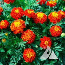 250 French Marigold Seeds Red Cherry Garden Fresh USA Shipping - £11.27 GBP