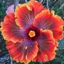 20 Red Purple Orange Hibiscus Seeds Flowers Flower - £7.94 GBP