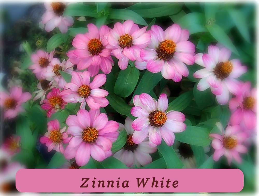 High Yield Annual Flower Seeds Zinnia White &amp; Pink Zinnia Profusion Bloo... - $7.30