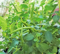 Molokhia Egyptian Spinach Seeds Corchorus Jew&#39; Jute Mallow Nalta  - £4.66 GBP