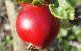 Semilir 25 Red Devil Apple Seeds USA  Fast Grow From US - £9.02 GBP