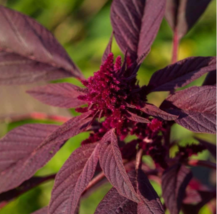Easy To Grow Seed - 500 Seeds Red Garnet Amaranth - £3.18 GBP