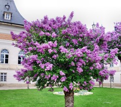 10 Persian Lilac Melia azedarach Seeds Sacred Tree Fast Grow - £6.29 GBP