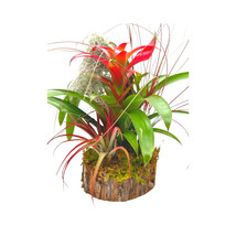 Bromeliad Garden, Air plant Garden, Mounted on Wooden Pole with Wooden - £29.62 GBP