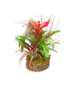 Bromeliad Garden, Air plant Garden, Mounted on Wooden Pole with Wooden - $695.45 MXN