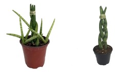 4&quot; Pot - Dragon Fingers Braided Snake Plant - Impossible to Kill!  - Hou... - $56.99