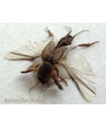 Large Mole Cricket Gryllotalpa Africana RARE Framed Entomology Shadowbox Display - €75,42 EUR