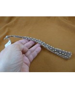 (sj83-22) 8&quot; long CUCKOO ray Raja fleurie tail specimen rays science - $96.06 CAD