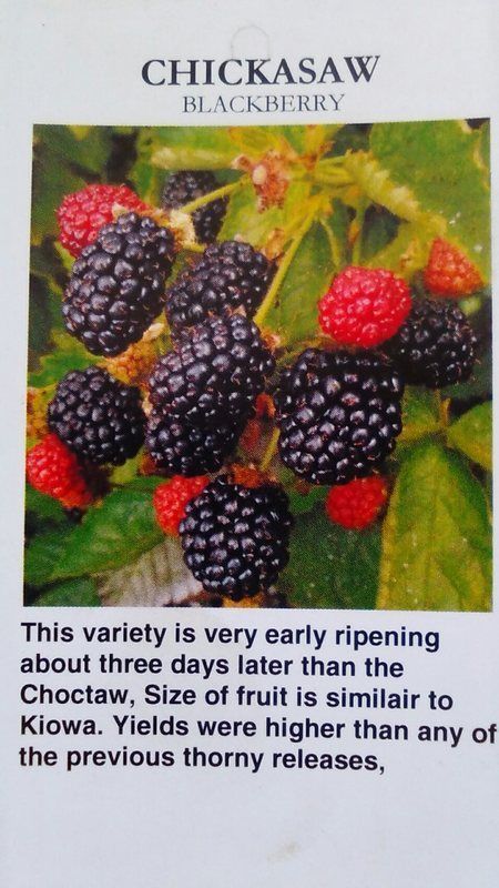 Chickasaw Blackberry Plant Healthy New Home Garden Plants Blackberries Berry - $48.45