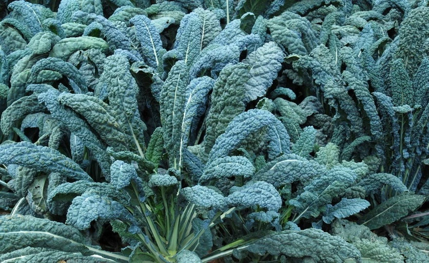 Lacinato Kale Seeds (100)  / Cruciferous / JURASSICLY GROWN / DINO FOOD - $12.39