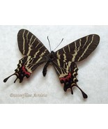 Rarity Three-Tailed Swallowtail Bhutanitis Pulchristata Butterfly Framed... - €213,65 EUR