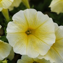 Petunia Seeds E3 Easy Wave Yellow 25 Pelleted Seeds Gardening USA SHIPPING - $21.33