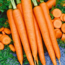 SEPT Carrot Seeds Tendersweet Premium - £4.49 GBP