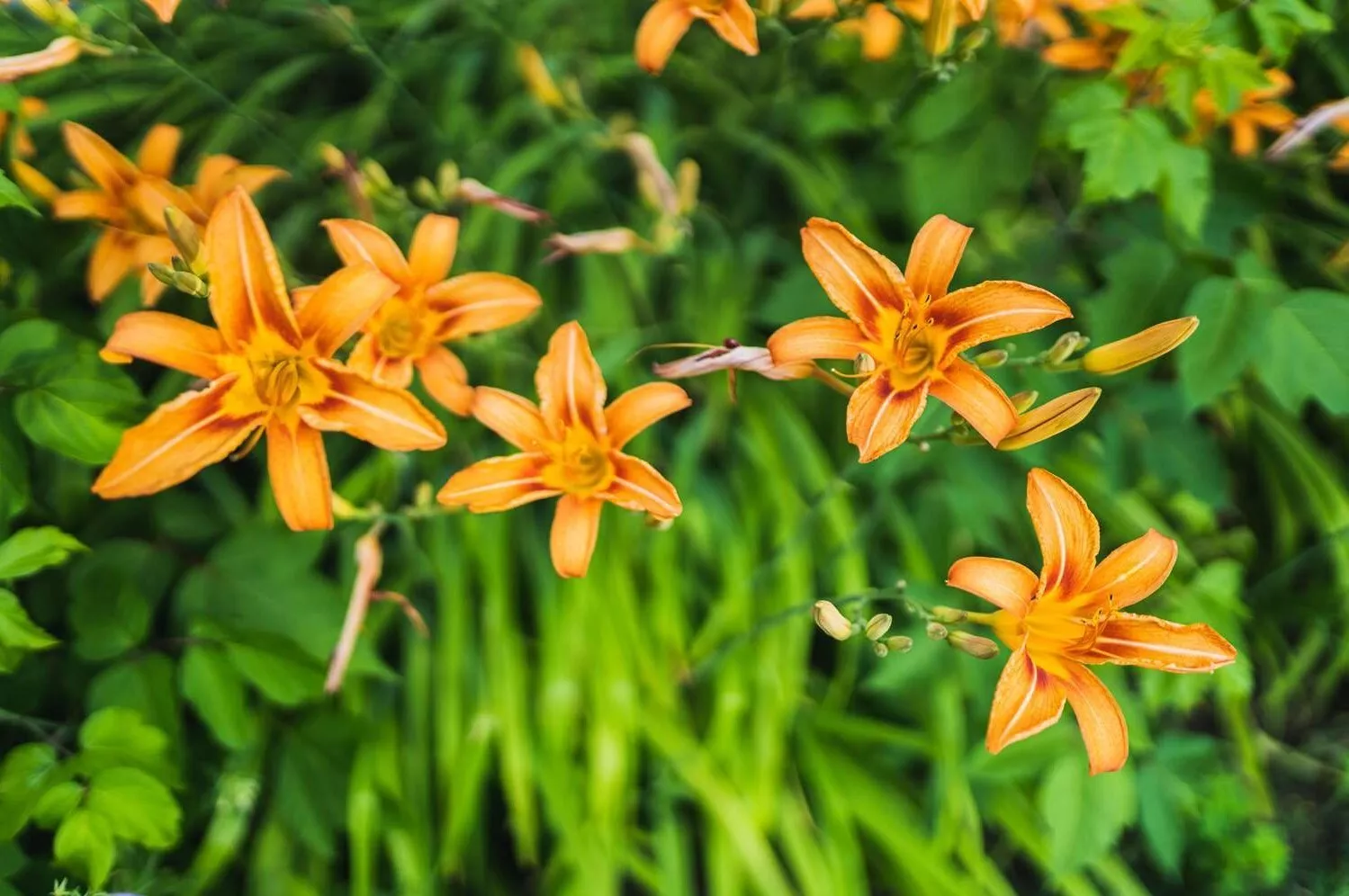 Orange Daylilies - Hemerocallis Fulva Perennial Bare Root Live Garden Plant - $38.85