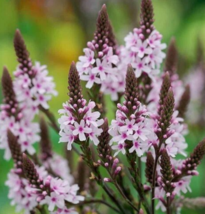 50 Pc Seeds Verbena Pink Spires Flower Plant, Verbena Seeds for Planting... - £11.75 GBP