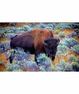 Art Print Buffalo Oil painting Giclee on Canvas - $12.96 CAD+