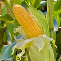 Easy Grow - 50 Sweet Golden Bantam Corn Seeds ! Non GMO. Organic Vegetable - $7.50