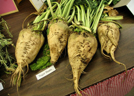 VP Beet Sugar Make Your Own Sugar 110 Seeds  - £1.24 GBP