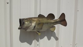 19&quot; Largemouth Bass Two Sided Fish Mount Replica - Quick Production - £155.36 GBP