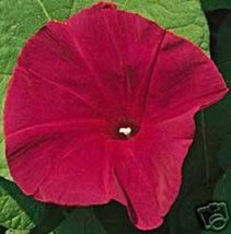 USA Scarlet O&#39;Hara Morning Glory Red Ipomoea Nil Flower Vine 50 Seeds - £8.78 GBP