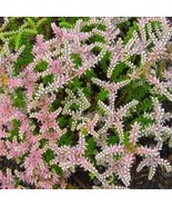 100 SEEDS SEDUM GROUND COVER STONECROP SUCCULENT QUICK PLANT HEIRLOOM SEEDS RAPI - $8.35